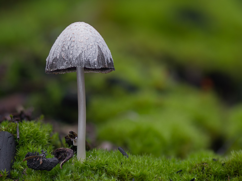 Coprinopsis lagopides